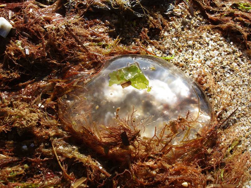 Медузка с гарнитура водорасло