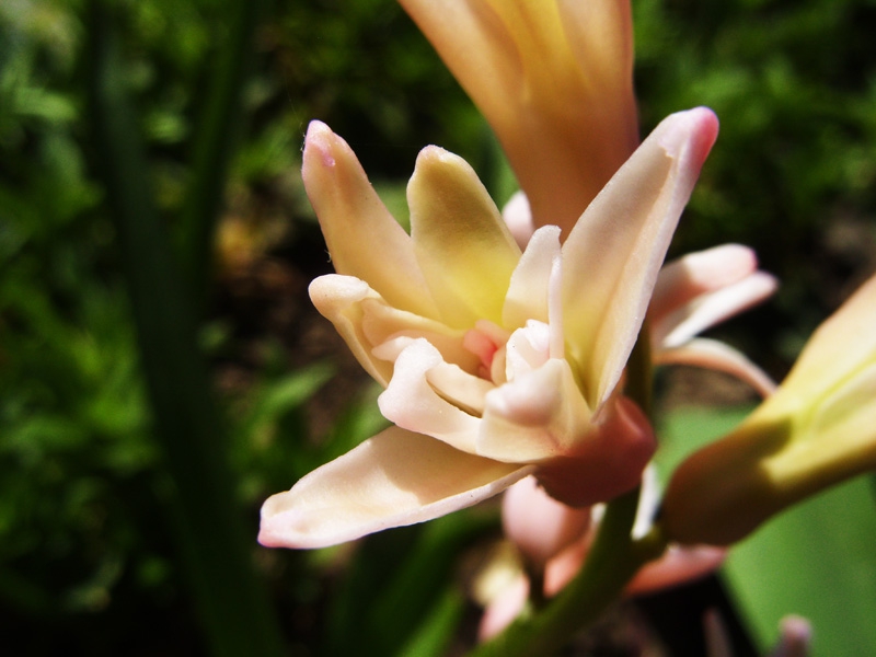 How Beautiful the spring is......