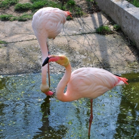 Фламинго