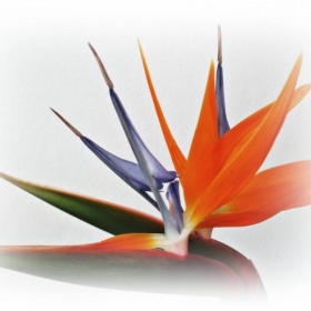 strelitzia