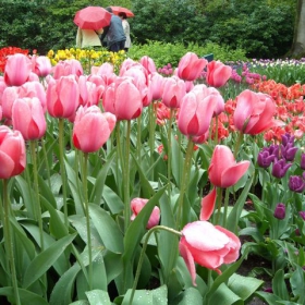 Говорителят  на групата (Keukenhof)