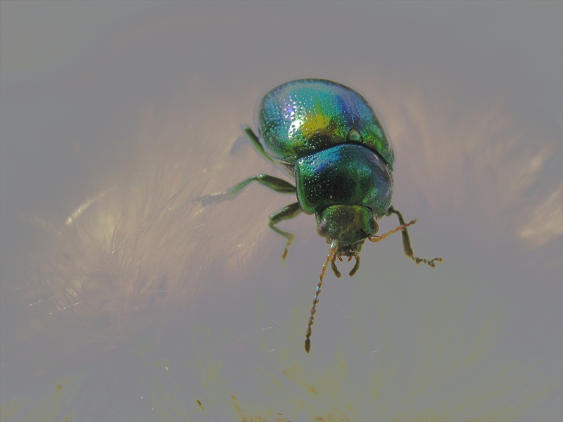 bug