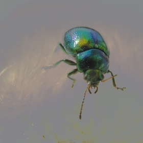 bug