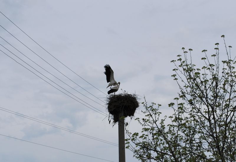 Влюбени 