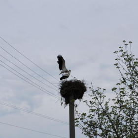 Влюбени 