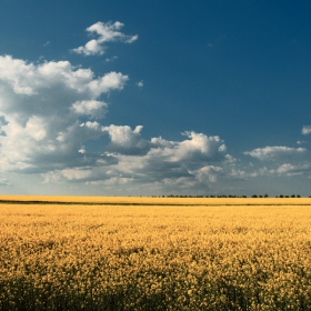 Жълтеникакво