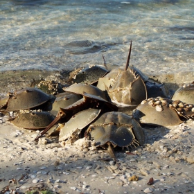 horseshoe crabs