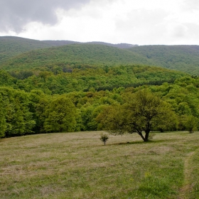 на горската поляна чуден пикник стана