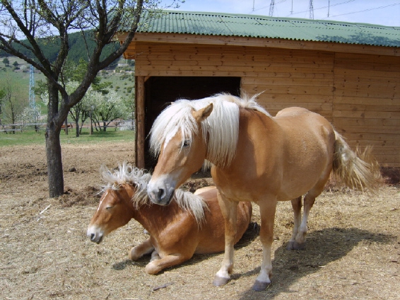 коне