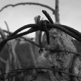 The Barb Wire