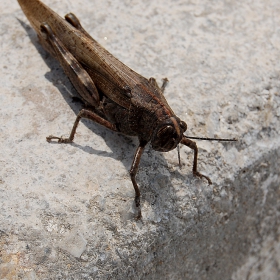 grasshopper