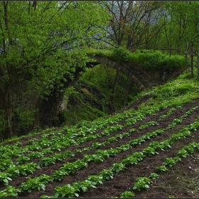 Наше българско