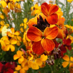Flower