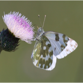 Pontia daplidice