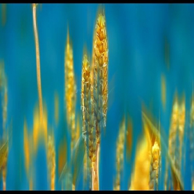 Grain in the sea