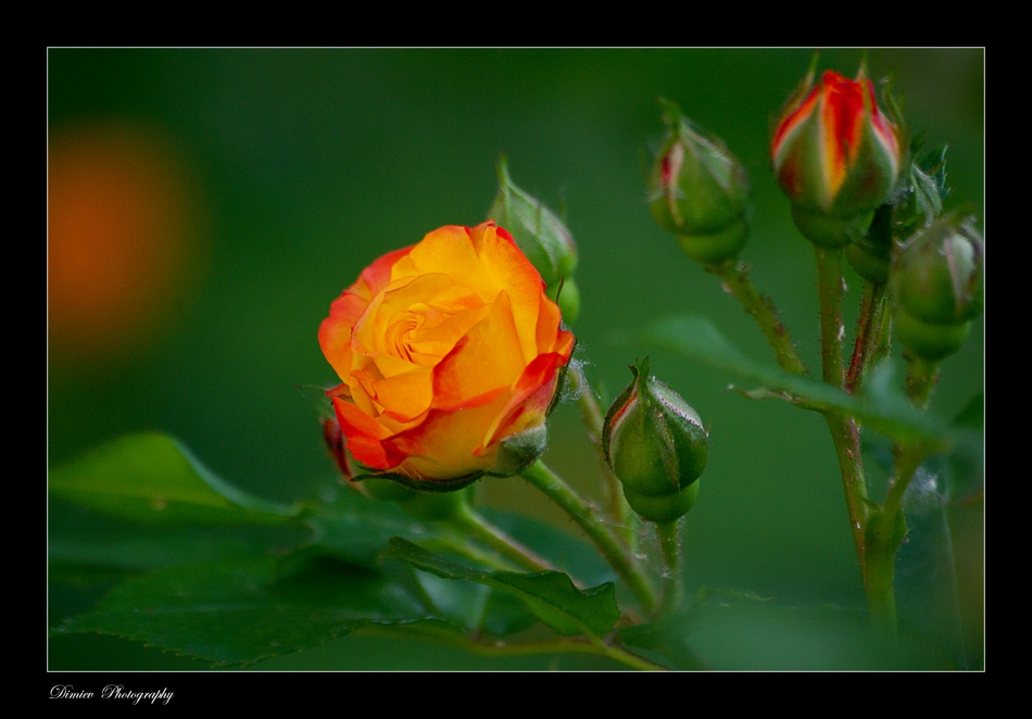rose
