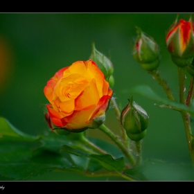 rose