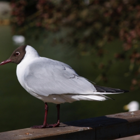 Seagull one...