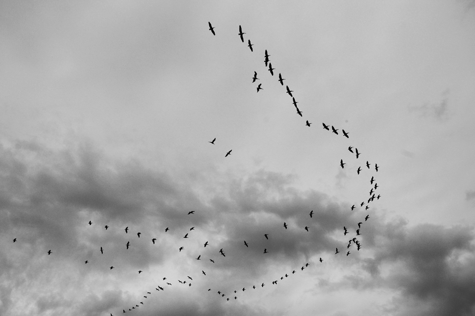 Birds