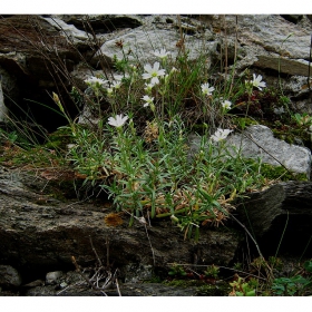 Rocky flowers