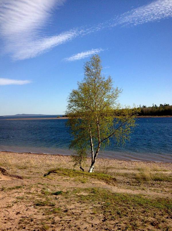 Березка