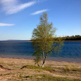 Березка