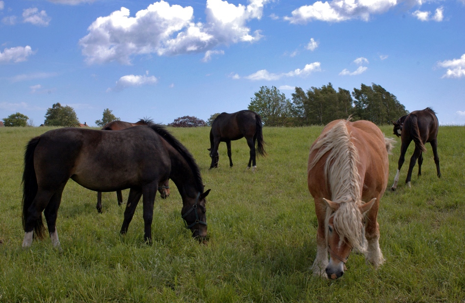 Horse world...