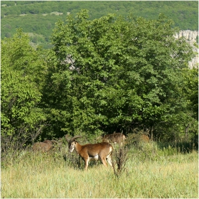 Муфлони