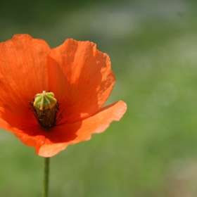 Poppy...