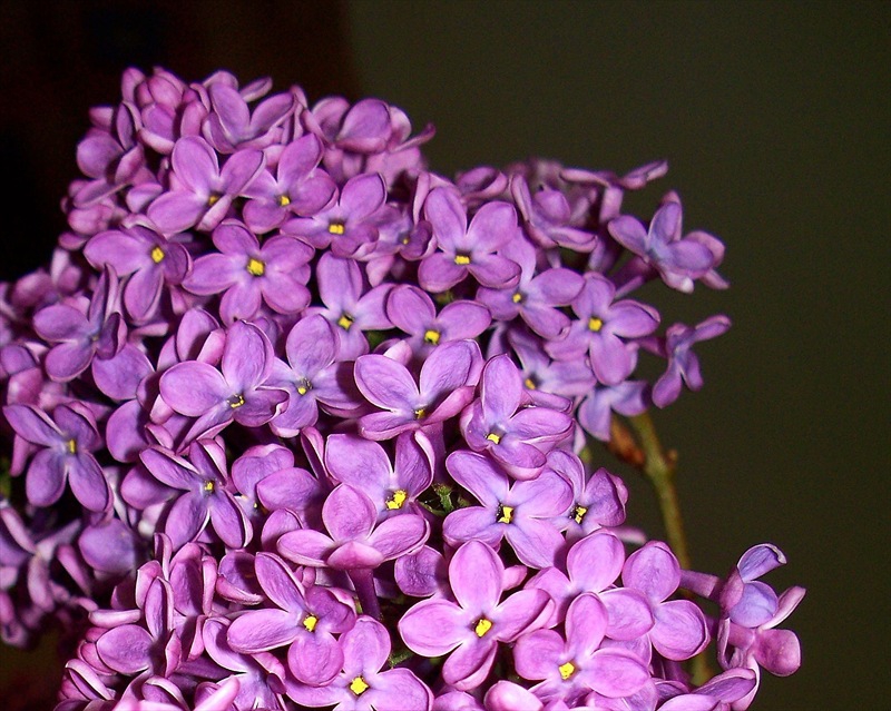 Люляков цвят