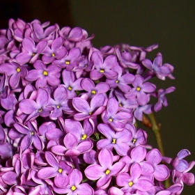 Люляков цвят