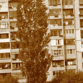 дървото на времето
