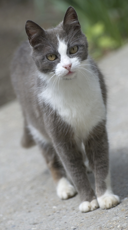 Котката ми