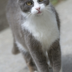 Котката ми