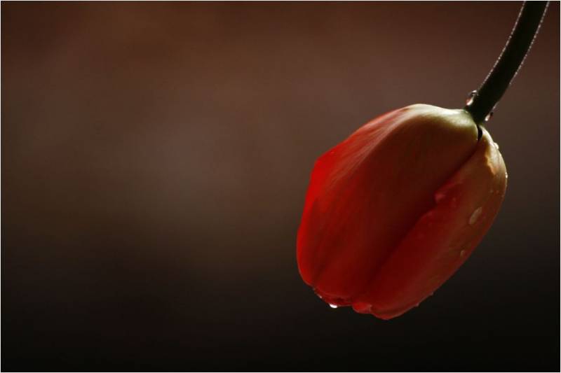 Lady in red!