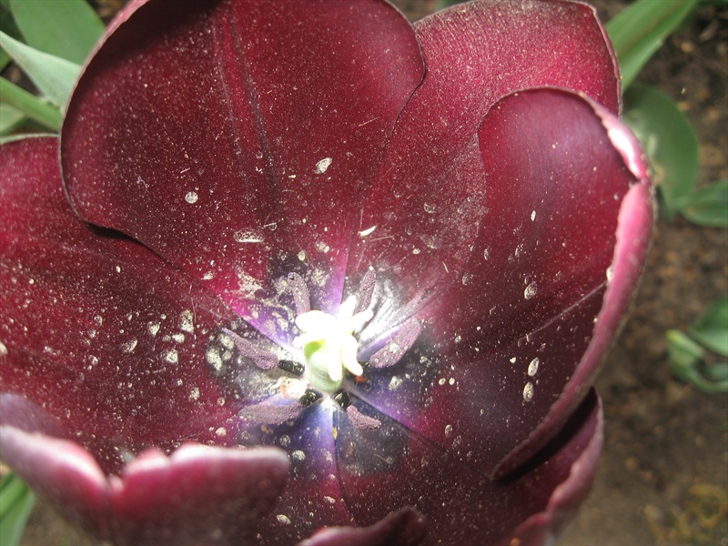 tulip