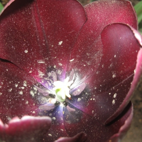 tulip