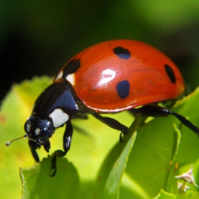 Ladybug