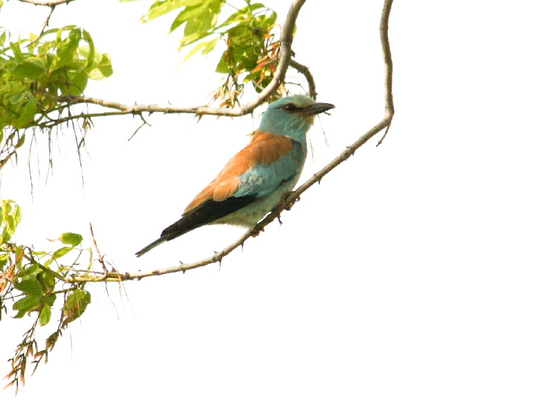 Синявица /Coracias garrulus/