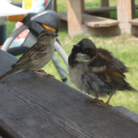 bird love