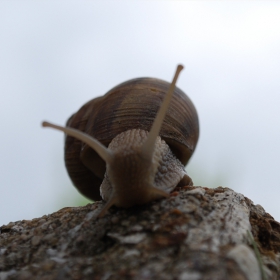 Hallo!