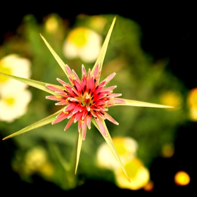 Овесен корен (козя брада)  -  Tragopogon porrifolius  (Barba cabruna)