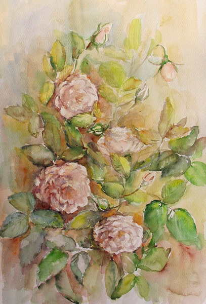 Розов храст/акварел