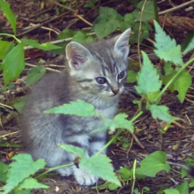 Eine kleine Katze