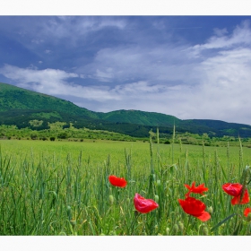 nature_2