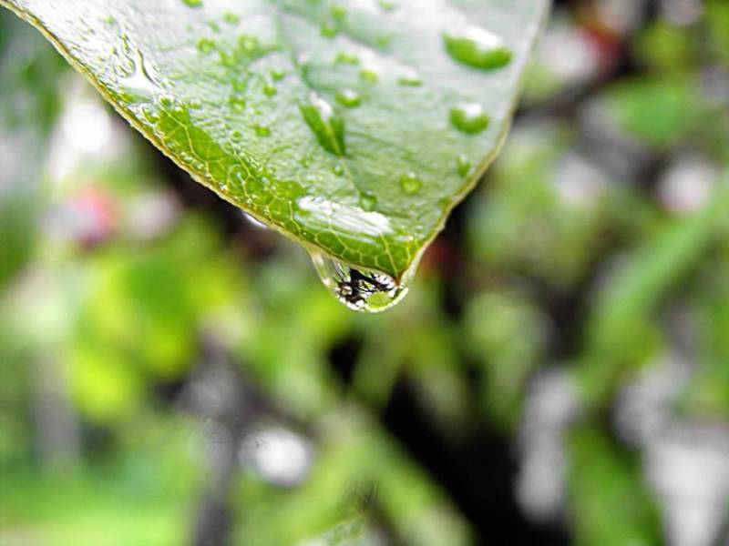 teardrop