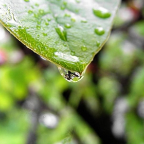 teardrop