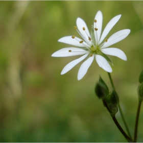 snow-white *