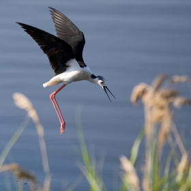 Кокилобегач (Himantopus himantopus)