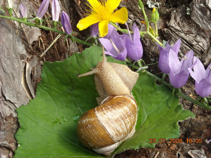 Охлювче :)